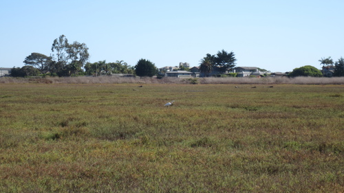 iNaturalist observation photo of Great Egret