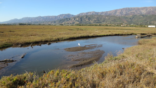 iNaturalist observation photo of Snowy Egret