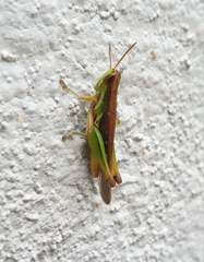 Spathosternum prasiniferum