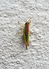 Spathosternum prasiniferum