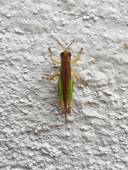 Spathosternum prasiniferum