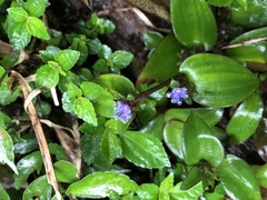 Belosynapsis ciliata