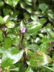 Belosynapsis ciliata