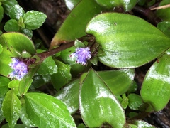 Belosynapsis ciliata