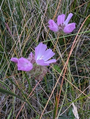 Sidalcea calycosa, photograph (c) joergmlpts, some rights reserved (CC BY)