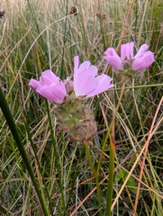 Sidalcea calycosa, photograph (c) joergmlpts, some rights reserved (CC BY)