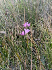 Sidalcea calycosa, photograph (c) joergmlpts, some rights reserved (CC BY)
