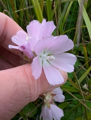 Sidalcea calycosa, photograph (c) joergmlpts, some rights reserved (CC BY)