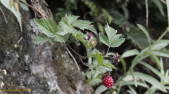 Idaeobatus