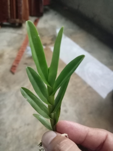 Epidendrum scharfii Hágsater & Dodson
