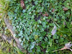 Hydrocotyle microphylla