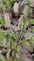Sanguisorba stipulata