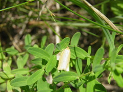 Zelotherses paleana