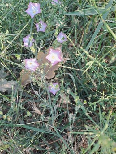 Convolvulus pilosellifolius iNat (3)