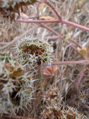 San Francisco spineflower (Chorizanthe cuspidata)