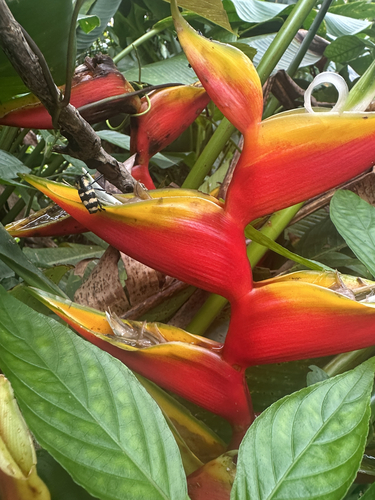Heliconia bihai