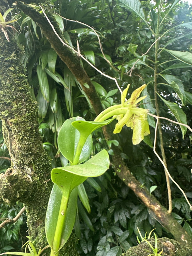 Epidendrum difforme