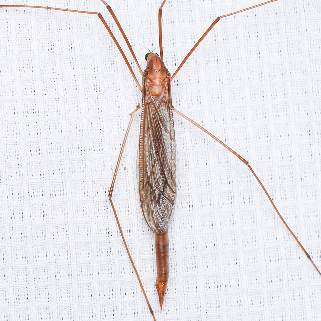 Leptotarsus rivertonensis