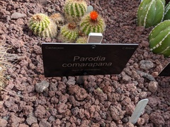 Parodia comarapana
