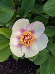 Paeonia mlokosewitschii