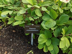 Paeonia mlokosewitschii