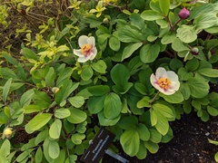 Paeonia mlokosewitschii