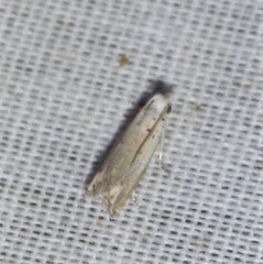 Epiblema separationis