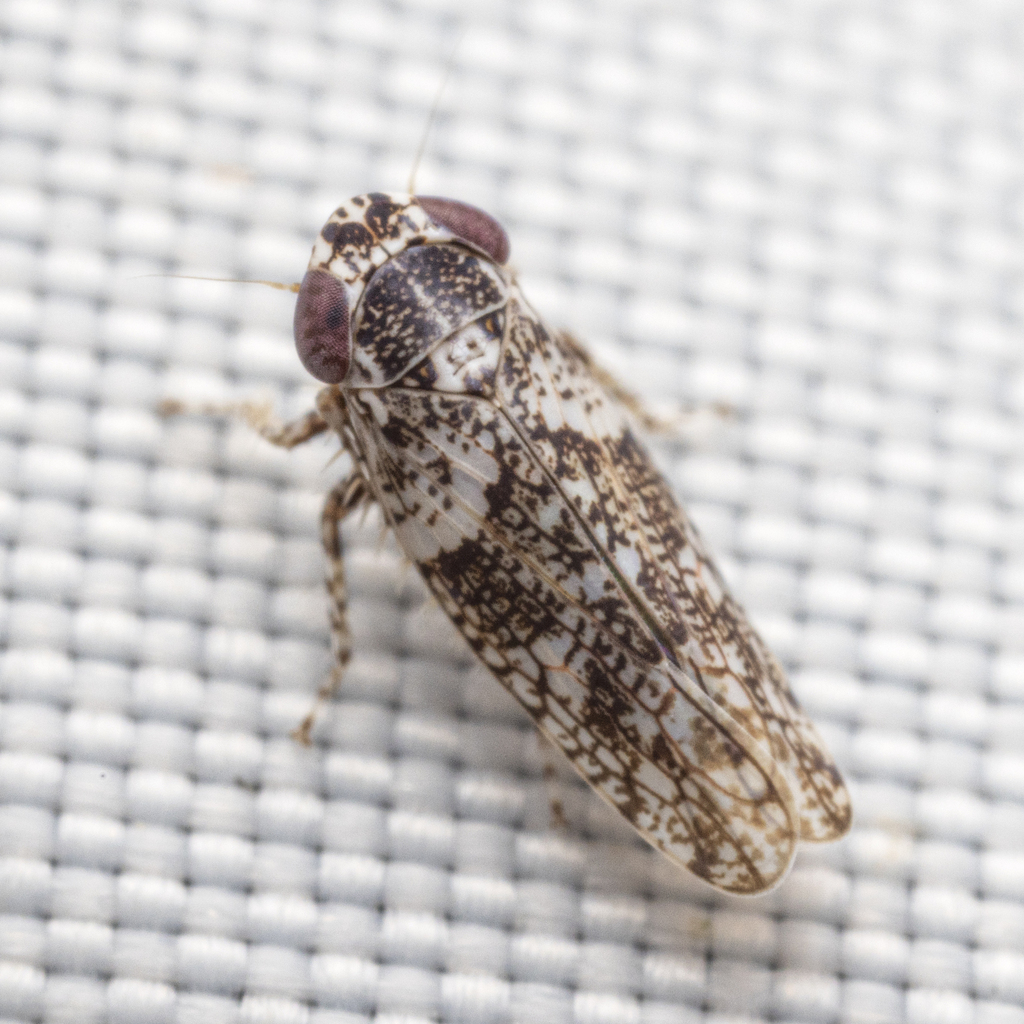 Lycioides condalianus