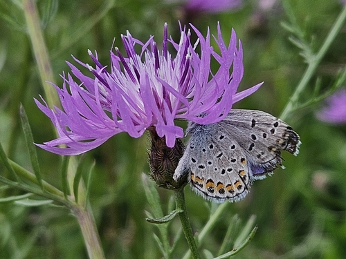Karner Blue photo 6