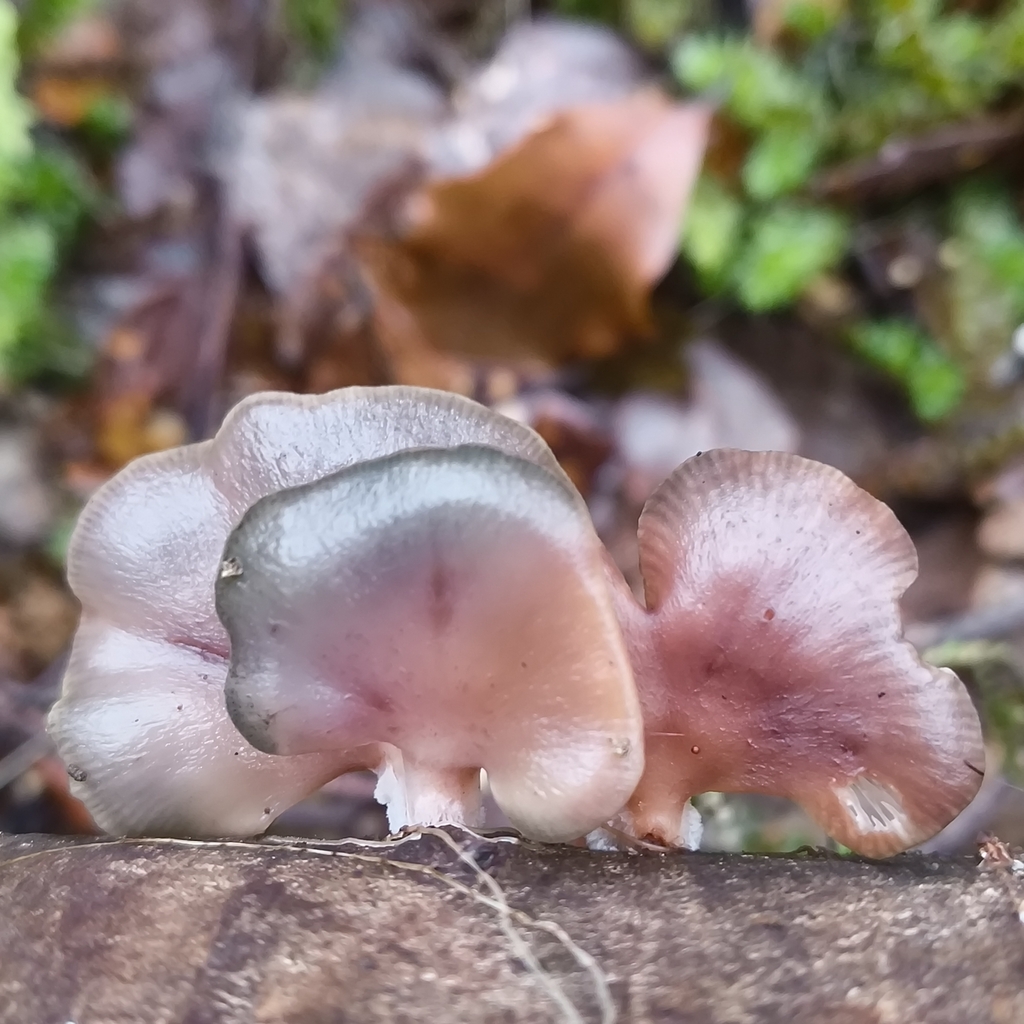 Scytinotus longinquus · July 2025 · photo: © zedt (iNaturalist, cc-by)