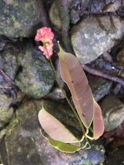 Dryobalanops lanceolata