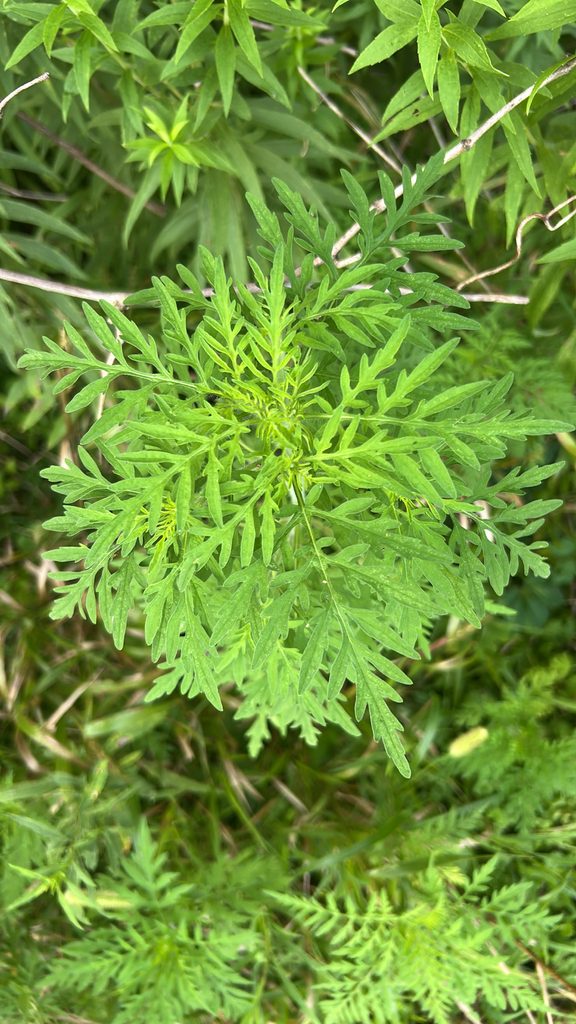 common ragweed from Cicero, IN, US on July 28, 2025 at 07:22 PM by ...