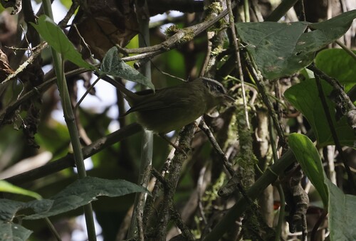 Yungas Warbler (Basileuterus punctipectus)