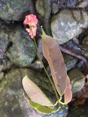 Dryobalanops lanceolata