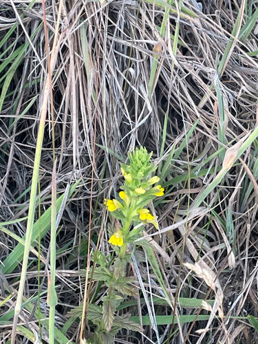 Bellardia viscosa observed 2025-07-21
