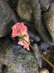 Dryobalanops lanceolata