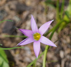 Romulea rosea australis