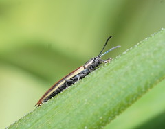Eurispa vittata