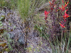 Crotalus transversus