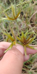 Cyperus oxylepis