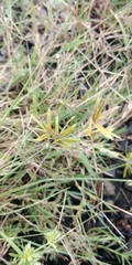 Cyperus oxylepis