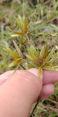 Cyperus oxylepis