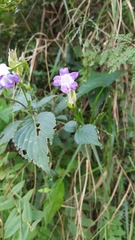 Strobilanthes lachenensis