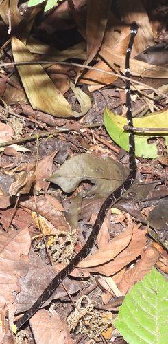 Catesby's Snail-eater