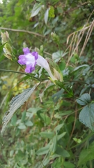 Strobilanthes lachenensis