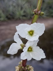 Aquarius palifolius, photograph Taize Santos, CC0, iNaturalist via GBIF