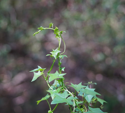 Delairea odorata