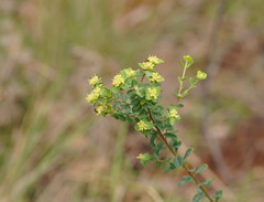 Pimelea flava