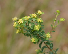 Pimelea flava