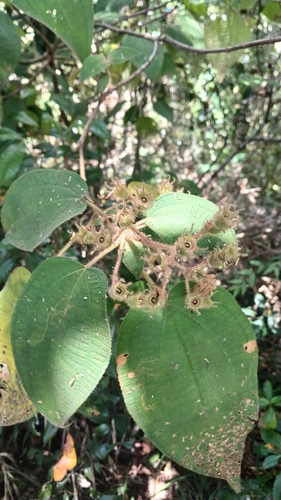 Miconia umbellata, photograph 6